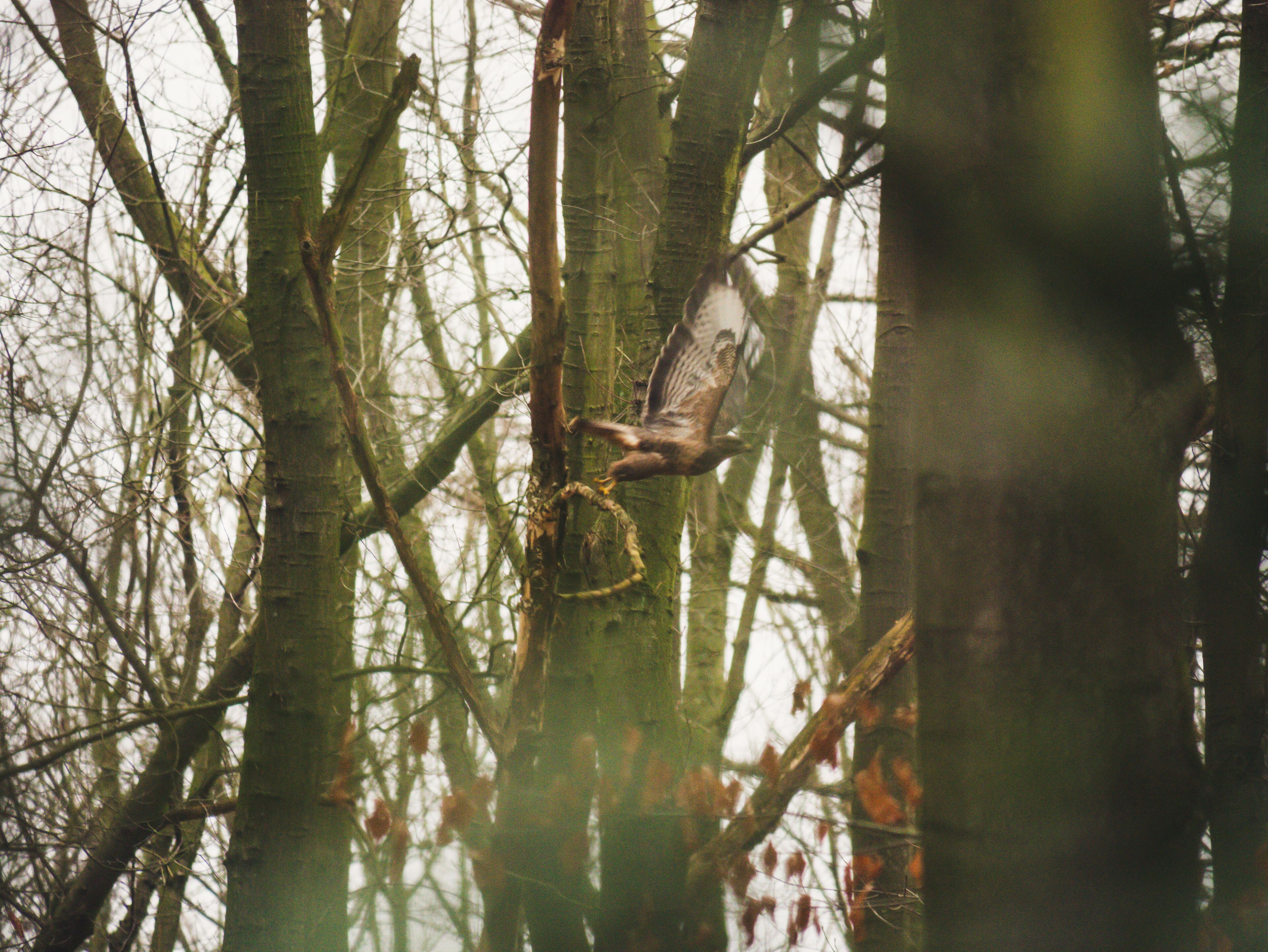 Buzzard taking flight