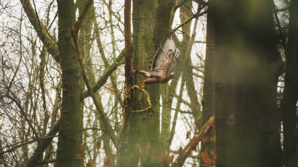 Buzzard taking flight