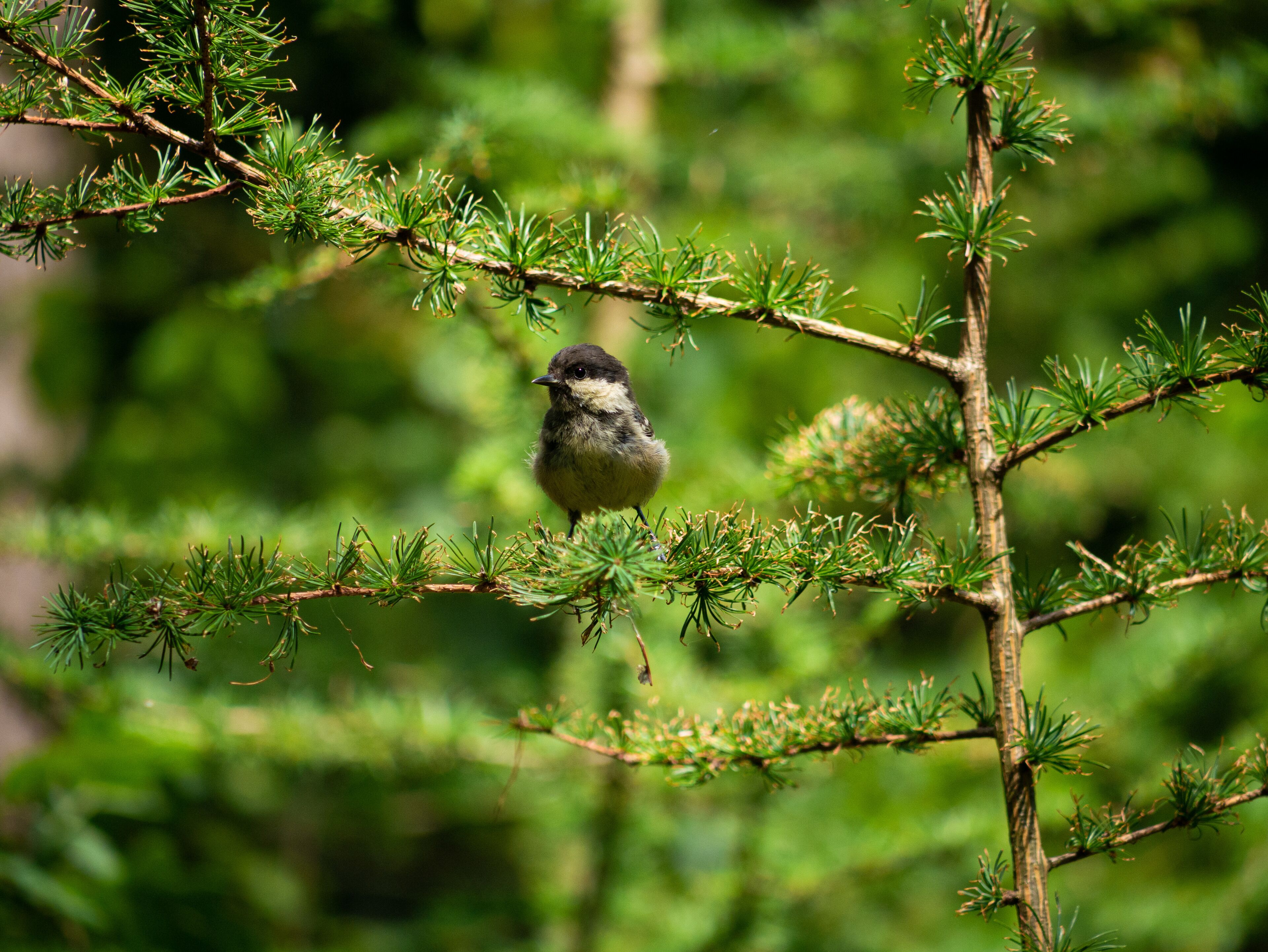 Great tit in the forest at Kirchhellener Heide in Bottrop.

#nature