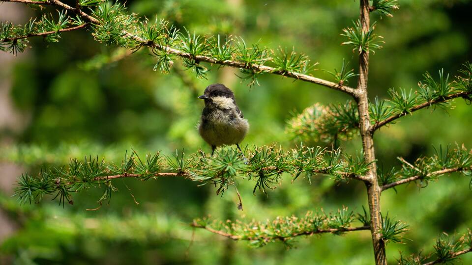 Great tit in the forest at Kirchhellener Heide in Bottrop.
#nature