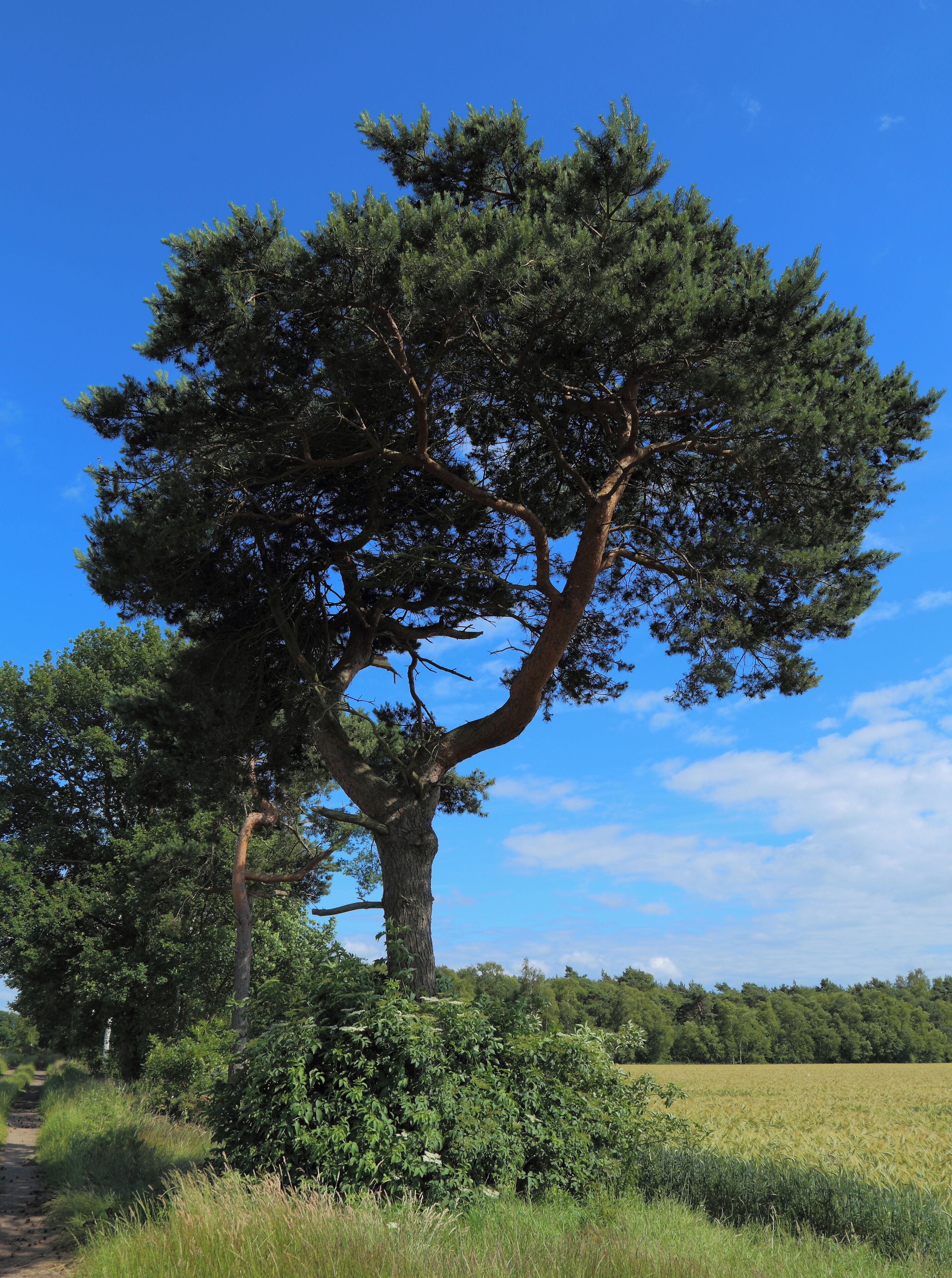 A Scots Pine (Pinus sylvestris) tree in Bramsche, Landkreis Osnabrück, Lower Saxony, Germany.