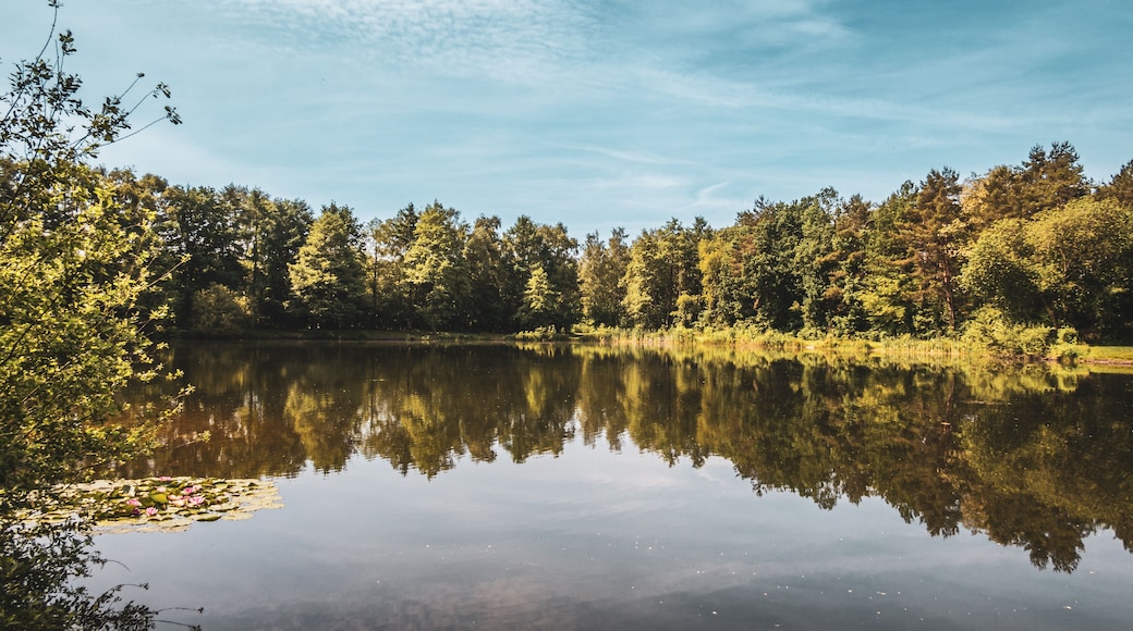 Baggersee near Achmer – Peaceful Lake with Forest Reflections in a Tranquil Landscape