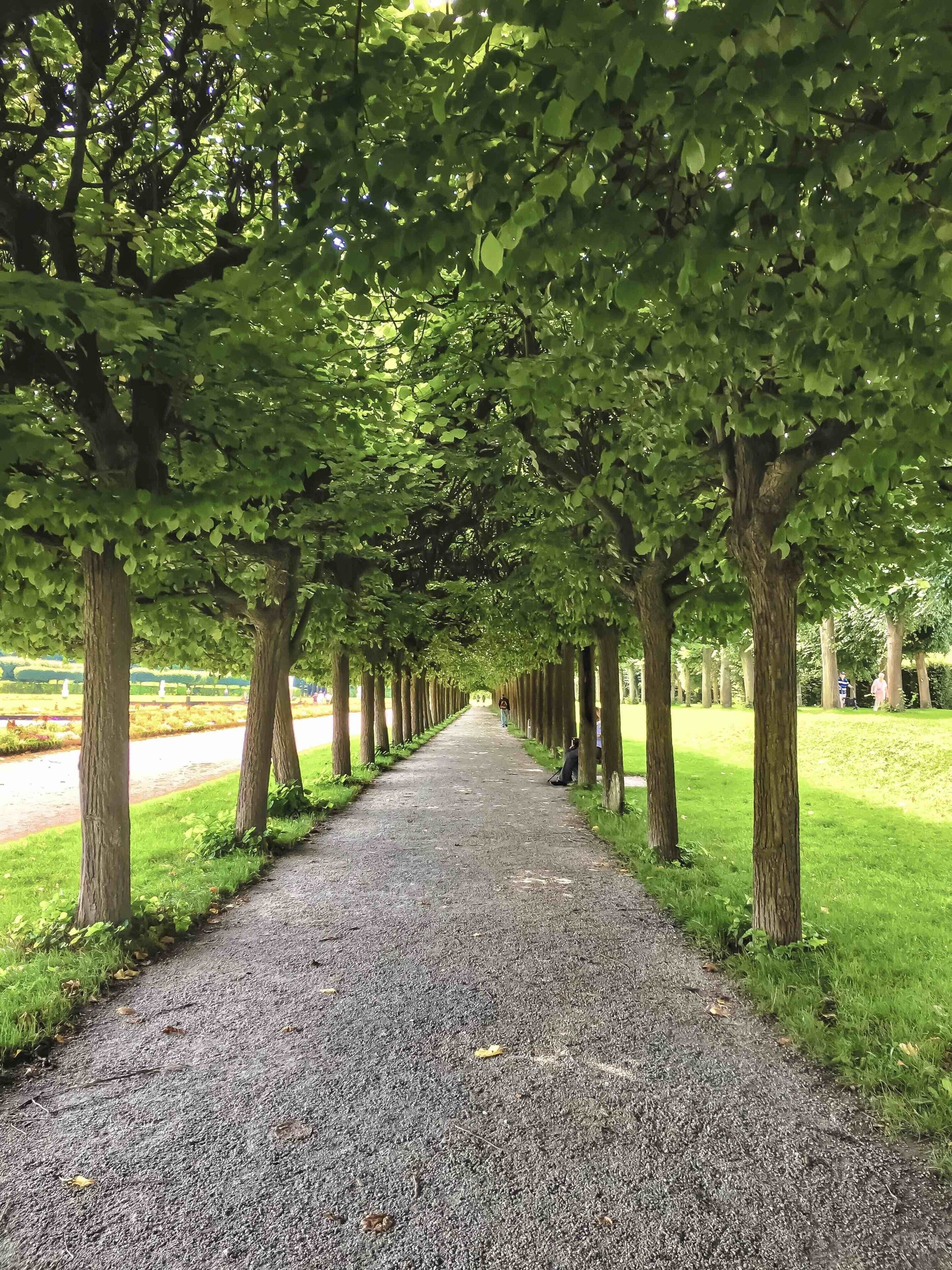 Un sentier de gravier bordé d’arbres dans un parc.