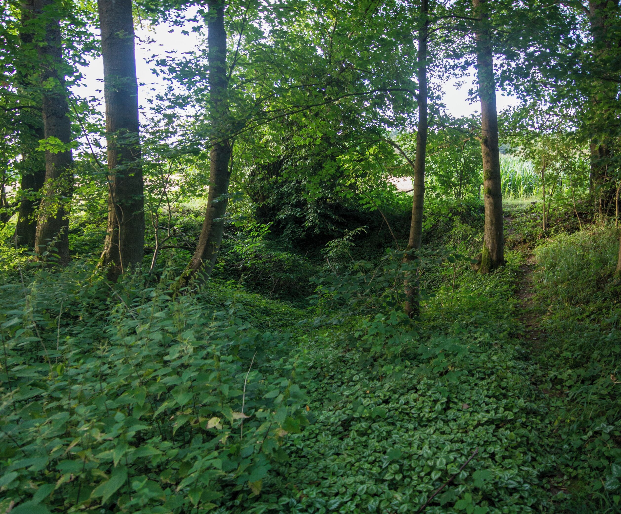 Die Hegenichdolinen am nördlichen Eingang des Dolinenlehrpfads