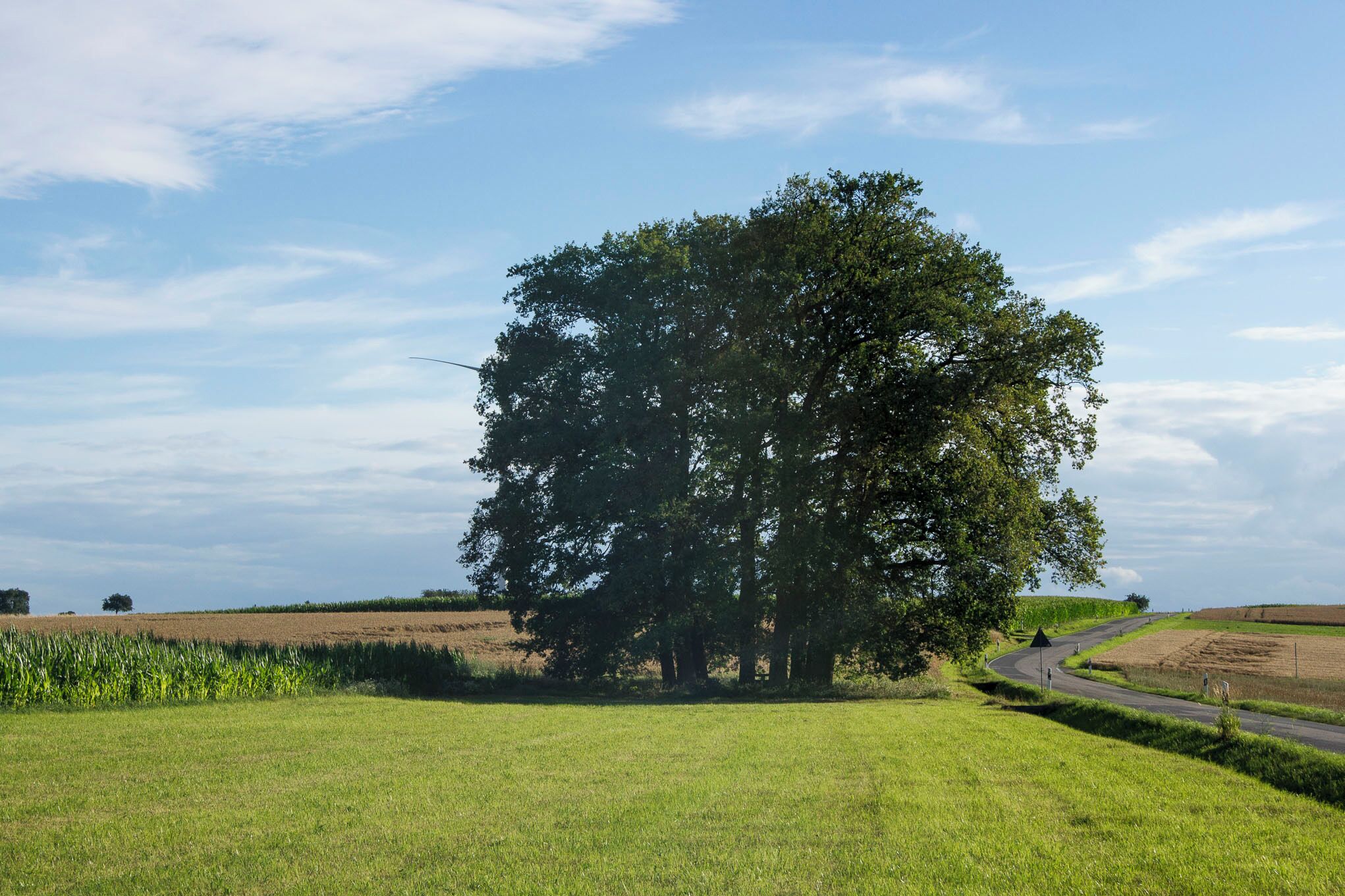 Ein Steinerner Tisch umgeben von 8 Eichen in der Nähe von Hettingen