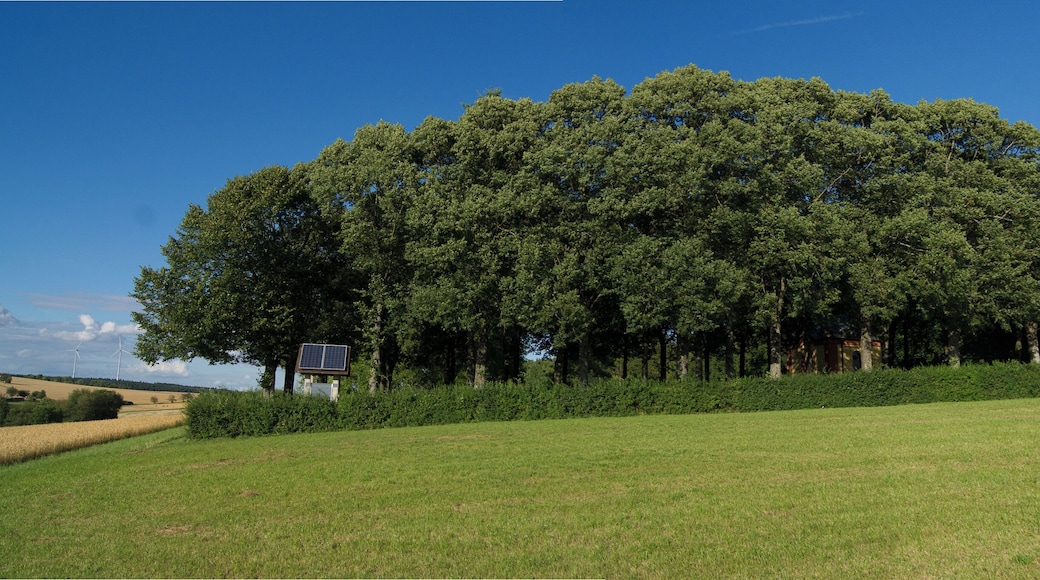 Westseite des Kriegerhains in Hettingen