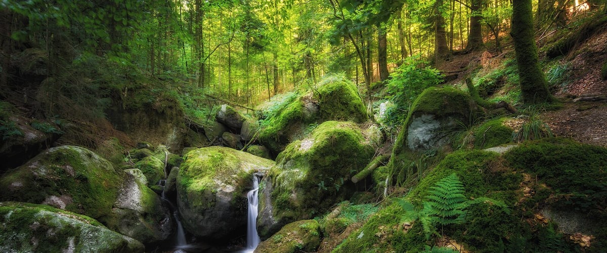 One of the best things to do in spring? Walk through a forest and enjoy the fresh green. If there's a small waterfall and some soft light...it's just perfect.
#SpringFun