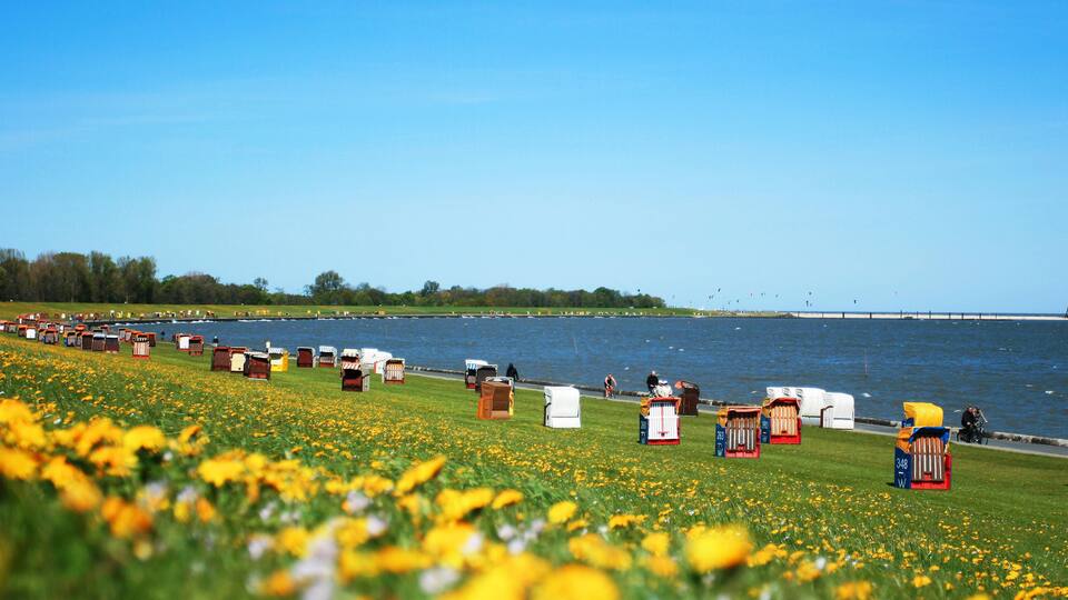 A lakeside with colorful beach chairs and a grassy area with yellow flowers.