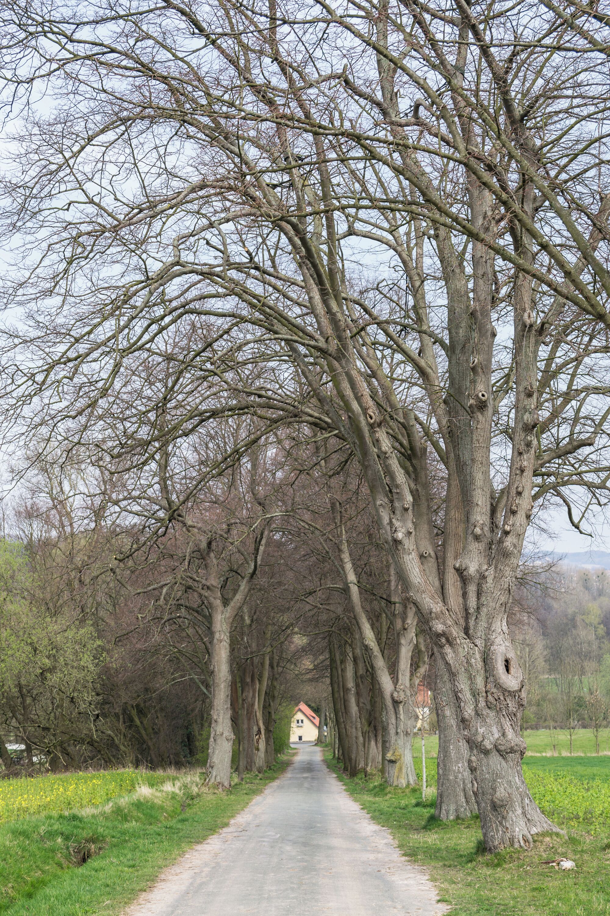Hermannsweg zwischen Hiddesen und Heiligenkirchen mit Naturdenkmal Lindenallee