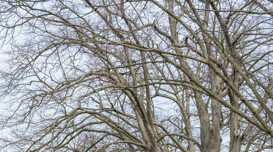 Hermannsweg zwischen Hiddesen und Heiligenkirchen mit Naturdenkmal Lindenallee