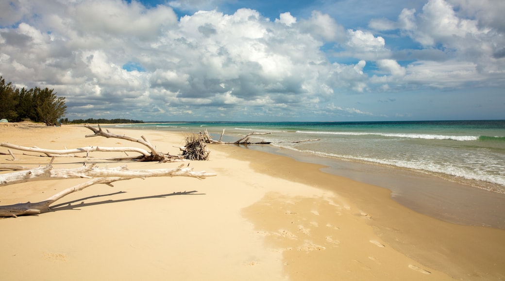 A beach with driftwood, clear blue sky, and calm ocean waves.