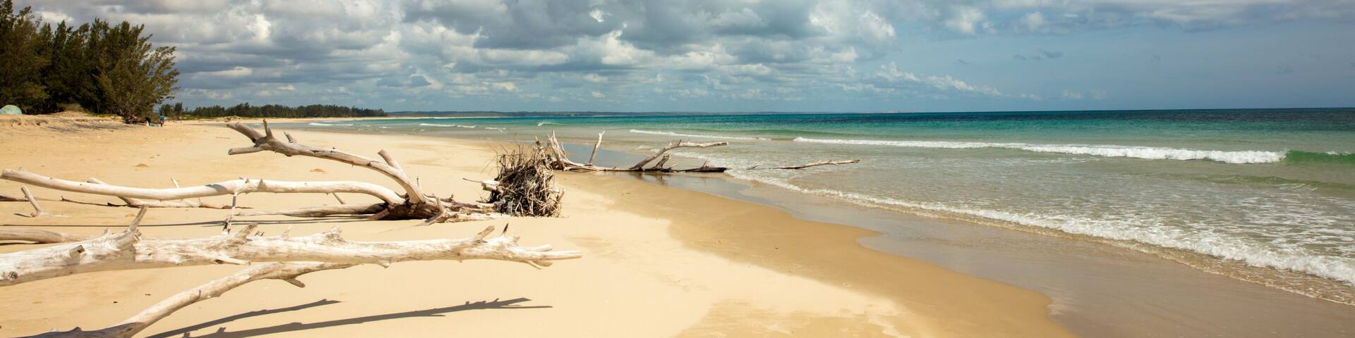 A beach with driftwood, clear blue sky, and calm ocean waves.