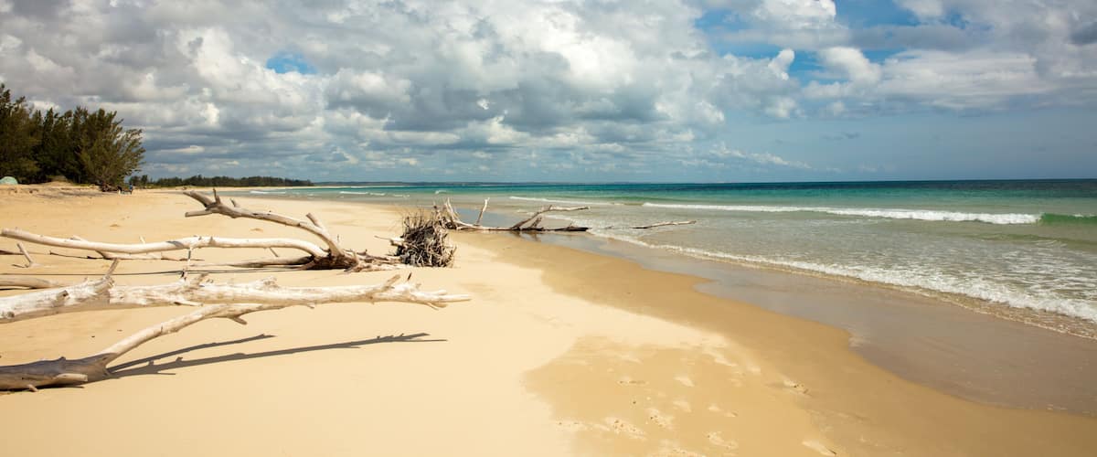 A beach with driftwood, clear blue sky, and calm ocean waves.