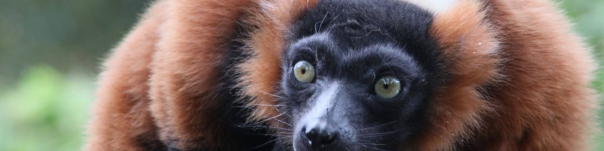 A black and white animal with orange fur, resting on a wooden log.