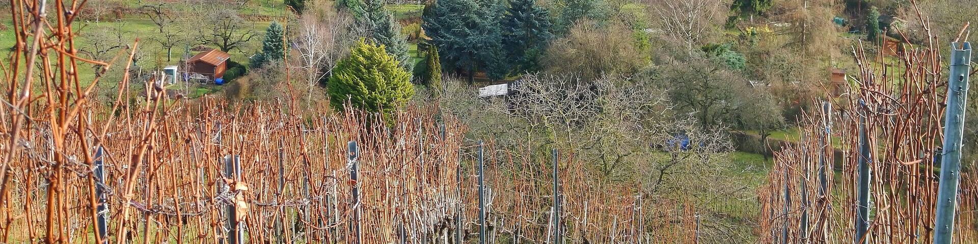 Blick von Gerlingen Richtung Bergheim und Wolfbusch