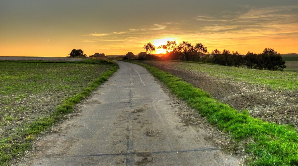 Gießen-Lützellinden, Sonnenuntergang durch Bäume