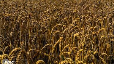 Crops, during golden hour near Mettmann / Neanderthal