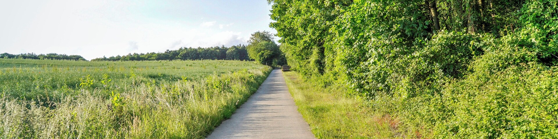 A narrow paved path flanked by lush greenery and fields.