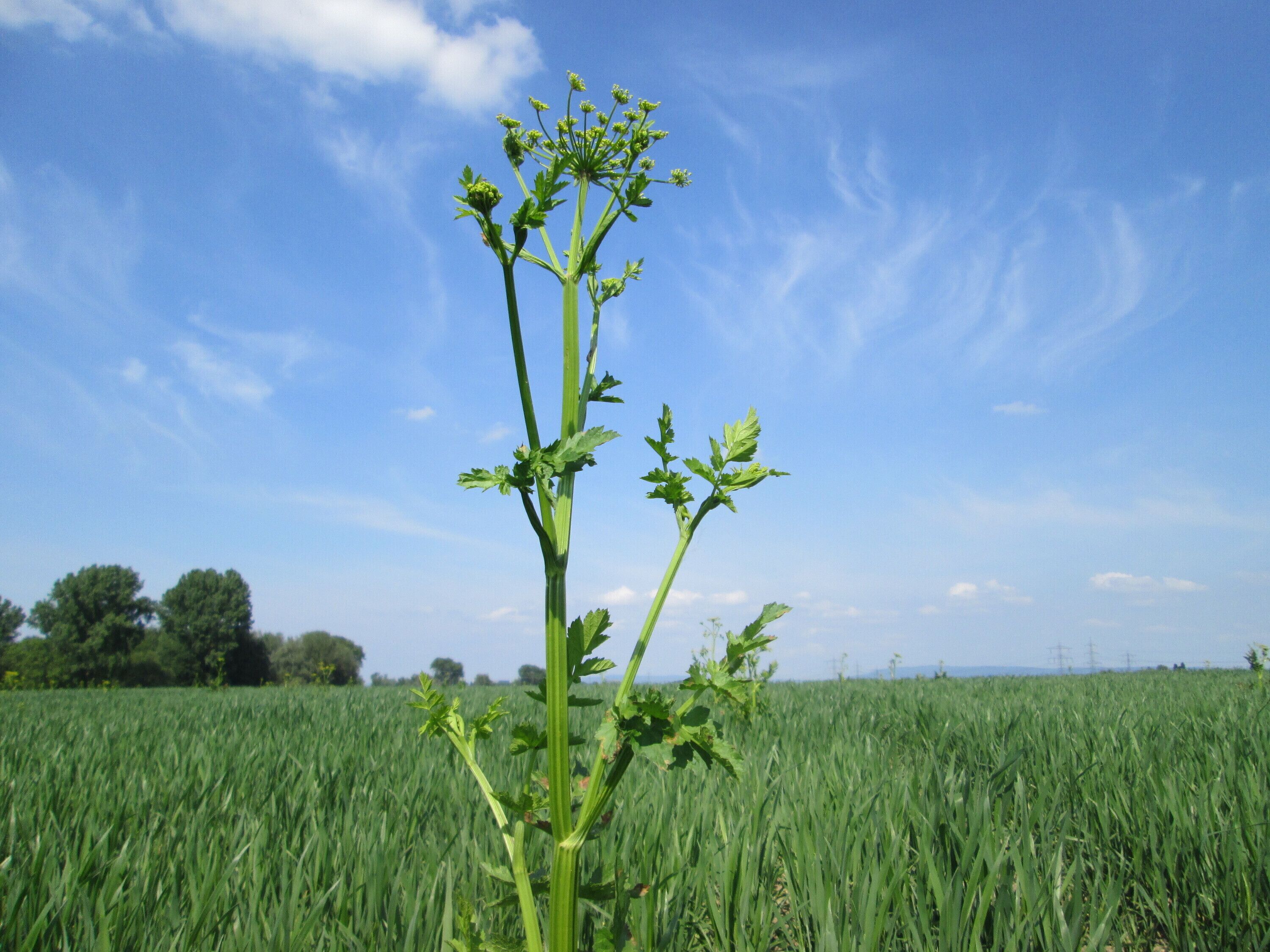 Typisches „Acker-Unkraut“: Pastinak (Pastinaca sativa) auf einem Maisfeld im Landschaftsschutzgebiet „Hockenheimer Rheinbogen“