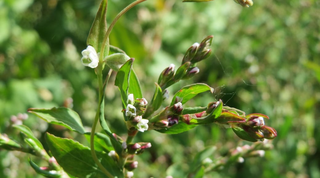 Vogelknöterich (Polygonum aviculare) auf einer Wiese zum Schutz der Haubenlerche beim DÀnischen Lager bei Hockenheim