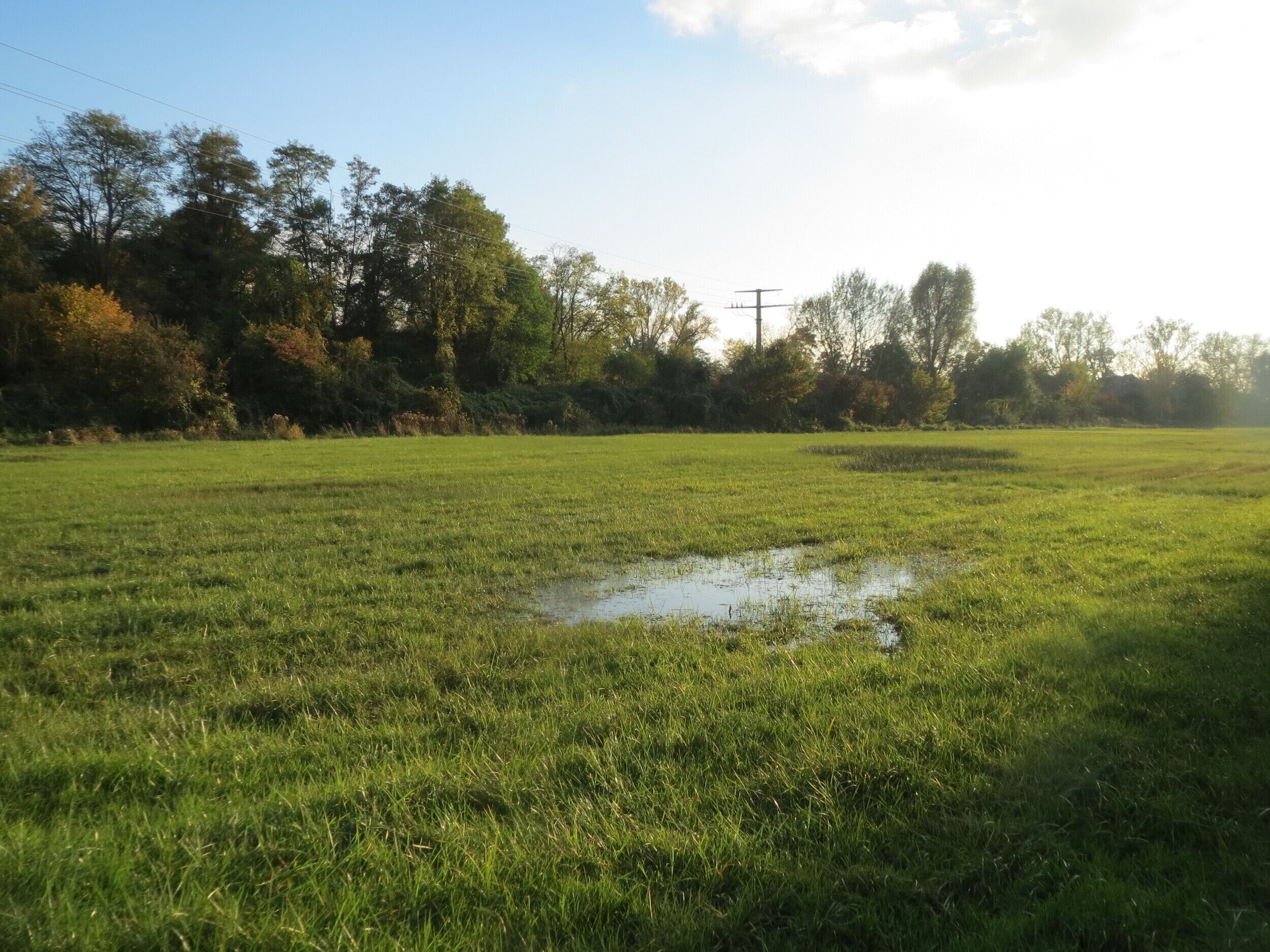 Anmoor in den Horststückern im Hockenheimer Rheinbogen - überwiegend wachsen hier Seggen (Carex), im Hintergrund (dunkler Streifen) noch Binsen (Juncus)