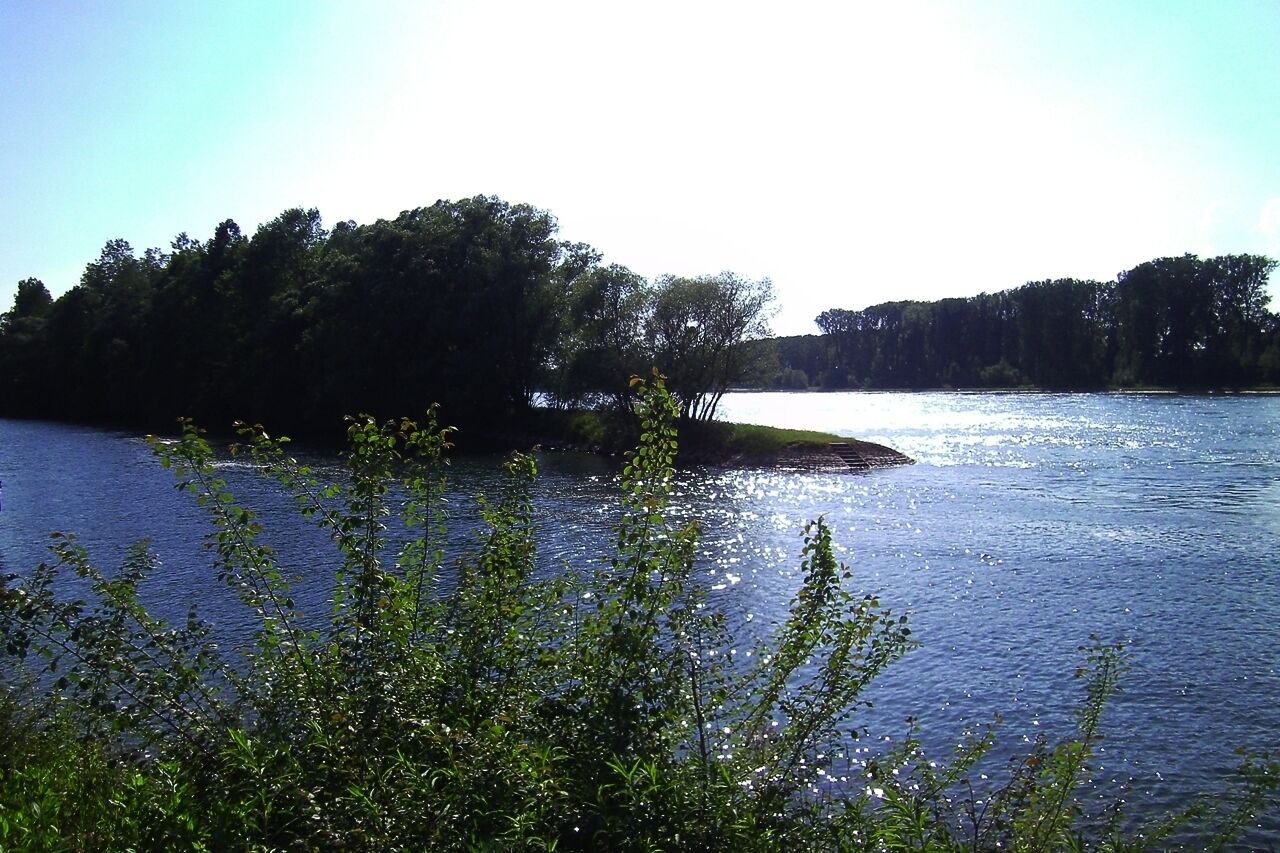 Der Rhein bei Rappenwört