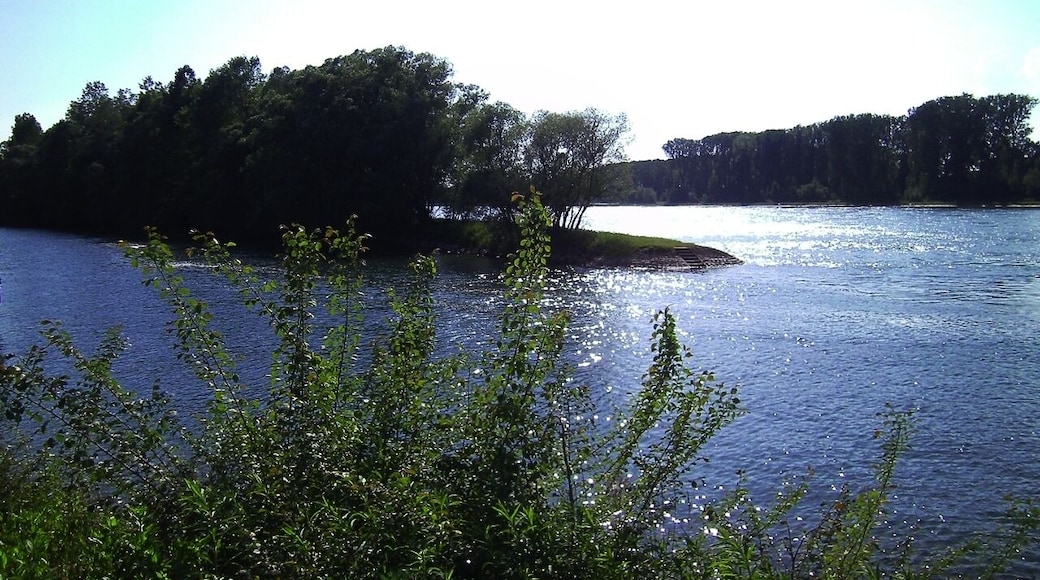Der Rhein bei Rappenwört