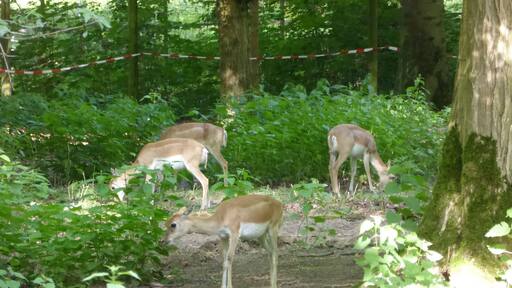 Blackbuck in Tierpark Oberwald (Karlsruhe, Germany)
