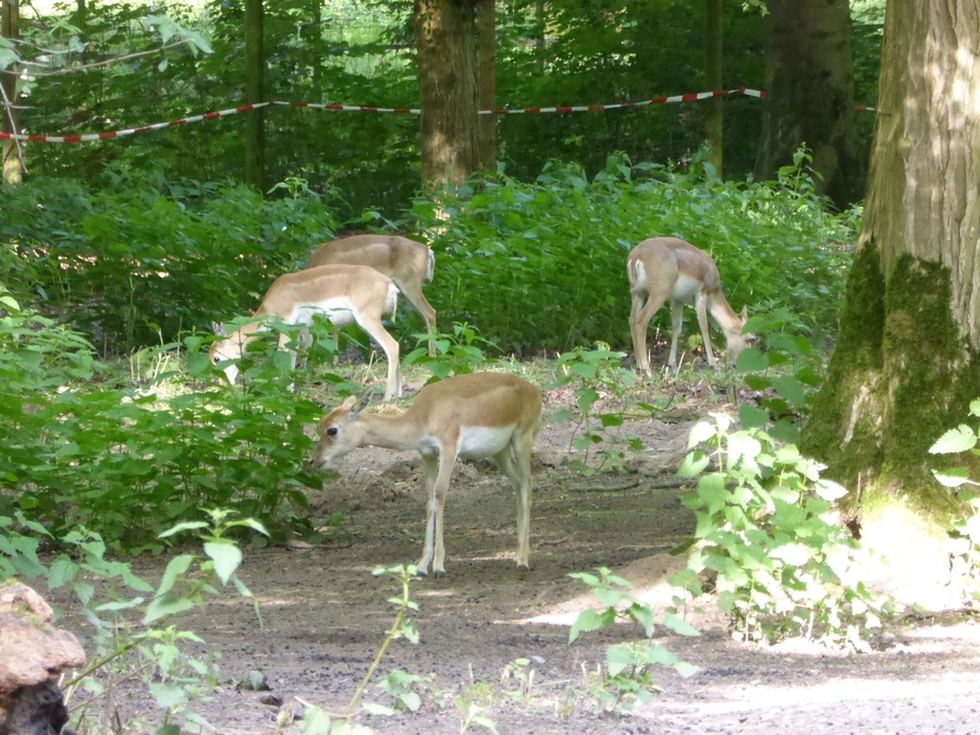 Blackbuck in Tierpark Oberwald (Karlsruhe, Germany)