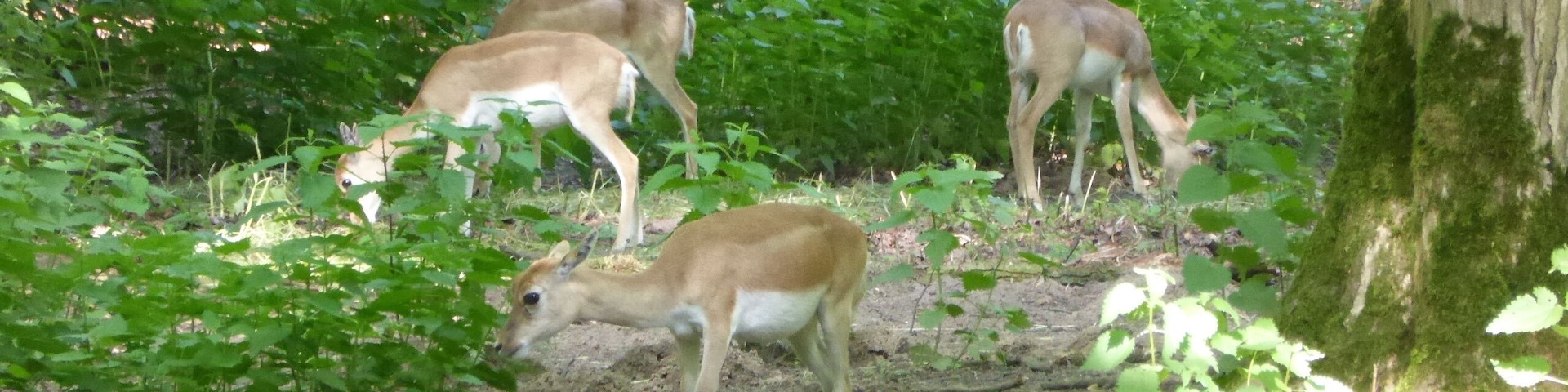 Blackbuck in Tierpark Oberwald (Karlsruhe, Germany)