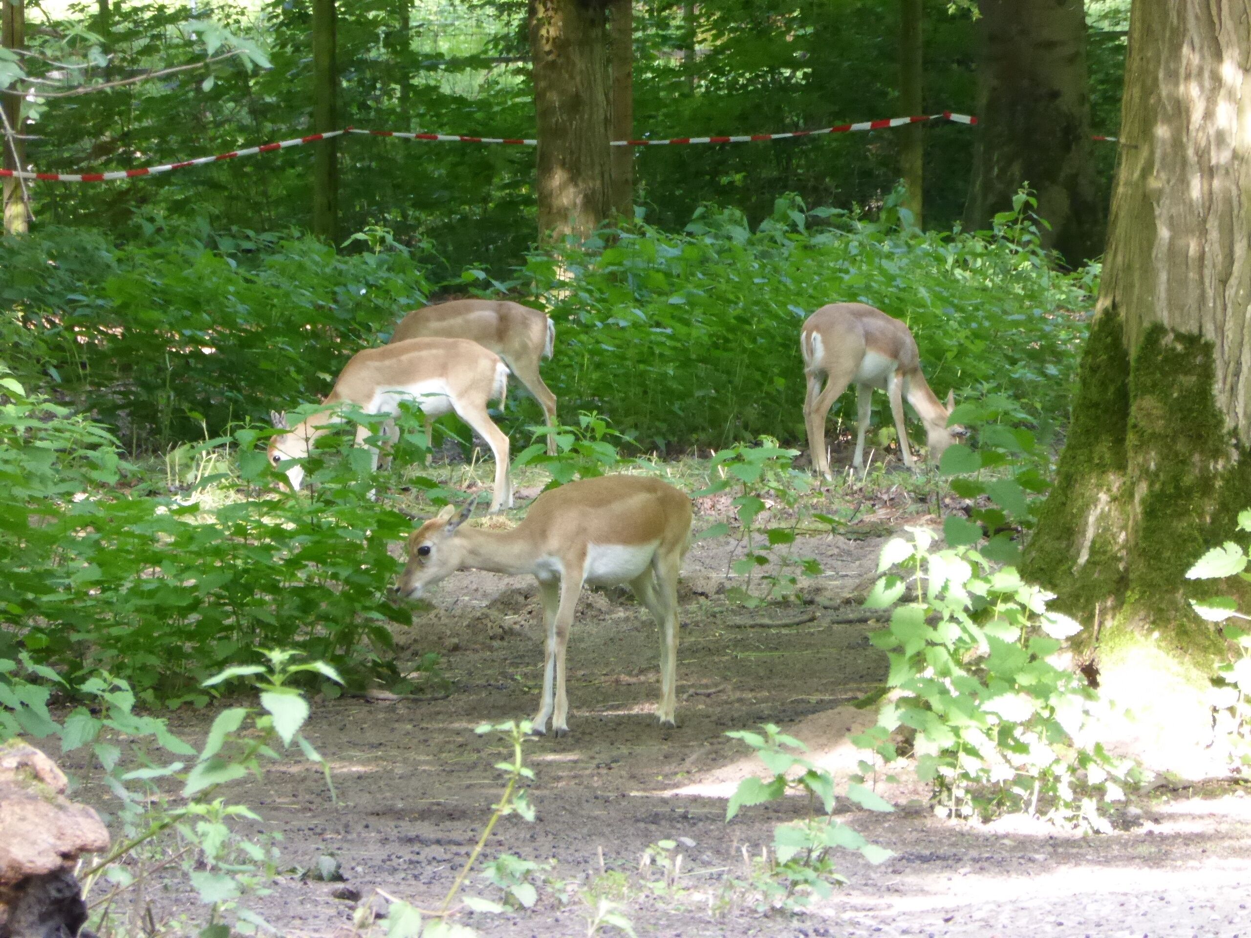 A forest with deer grazing and a red and white striped barrier.