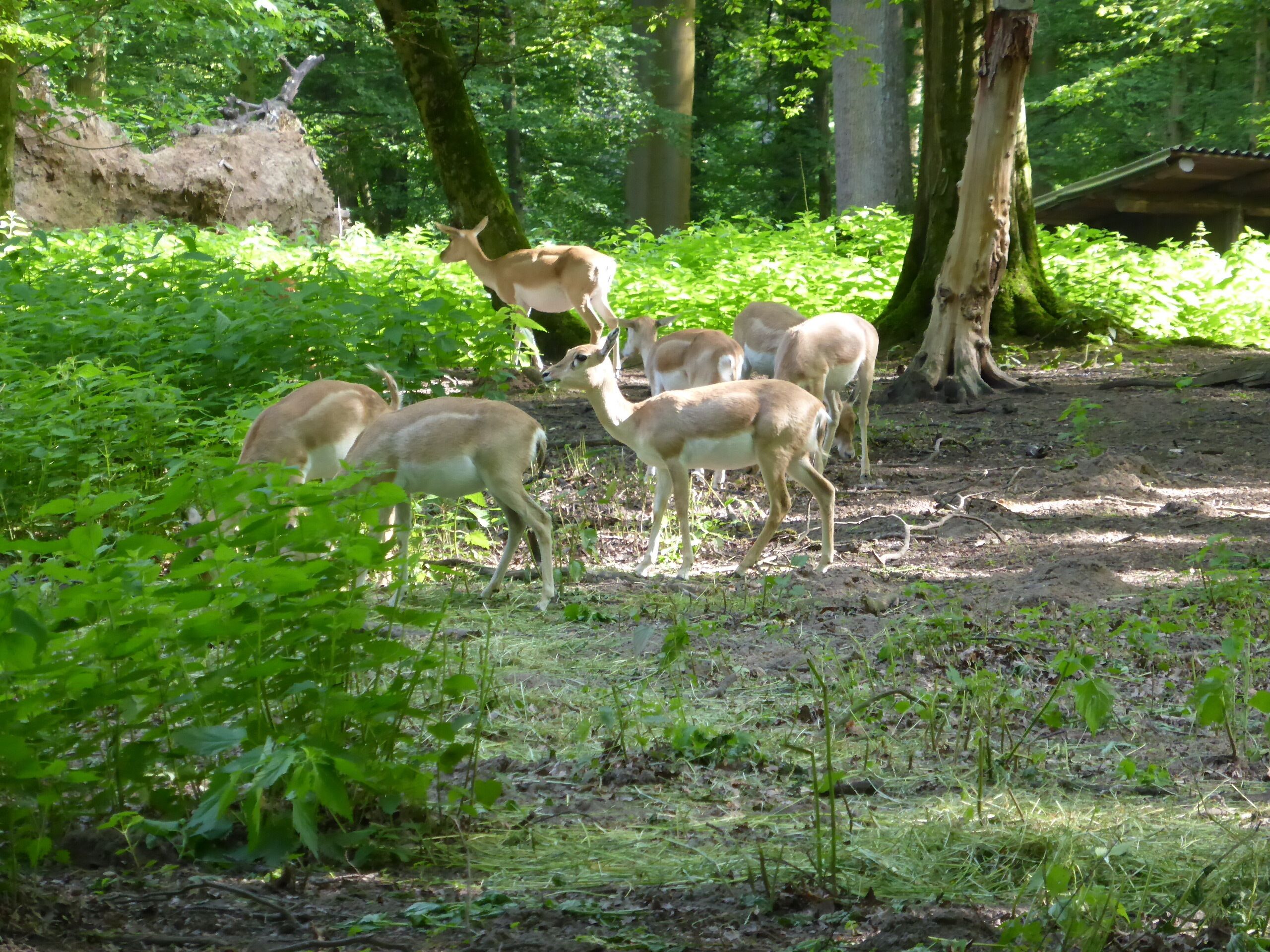 Blackbuck in Tierpark Oberwald (Karlsruhe, Germany)