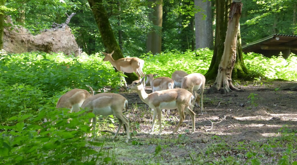 Blackbuck in Tierpark Oberwald (Karlsruhe, Germany)