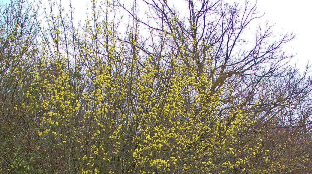 Cornus mas, Cornaceae, European Cornel , habitus; Karlsruhe, Germany. The bark is used in homeopathy as remedy: Cornus mas (Corn-m.)