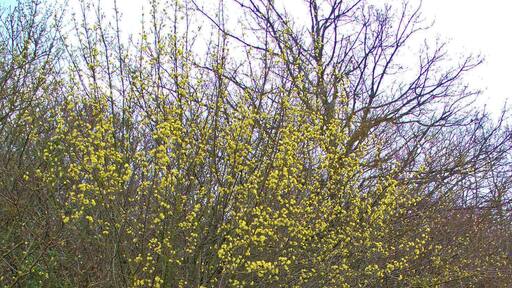 Cornus mas, Cornaceae, European Cornel , habitus; Karlsruhe, Germany. The bark is used in homeopathy as remedy: Cornus mas (Corn-m.)