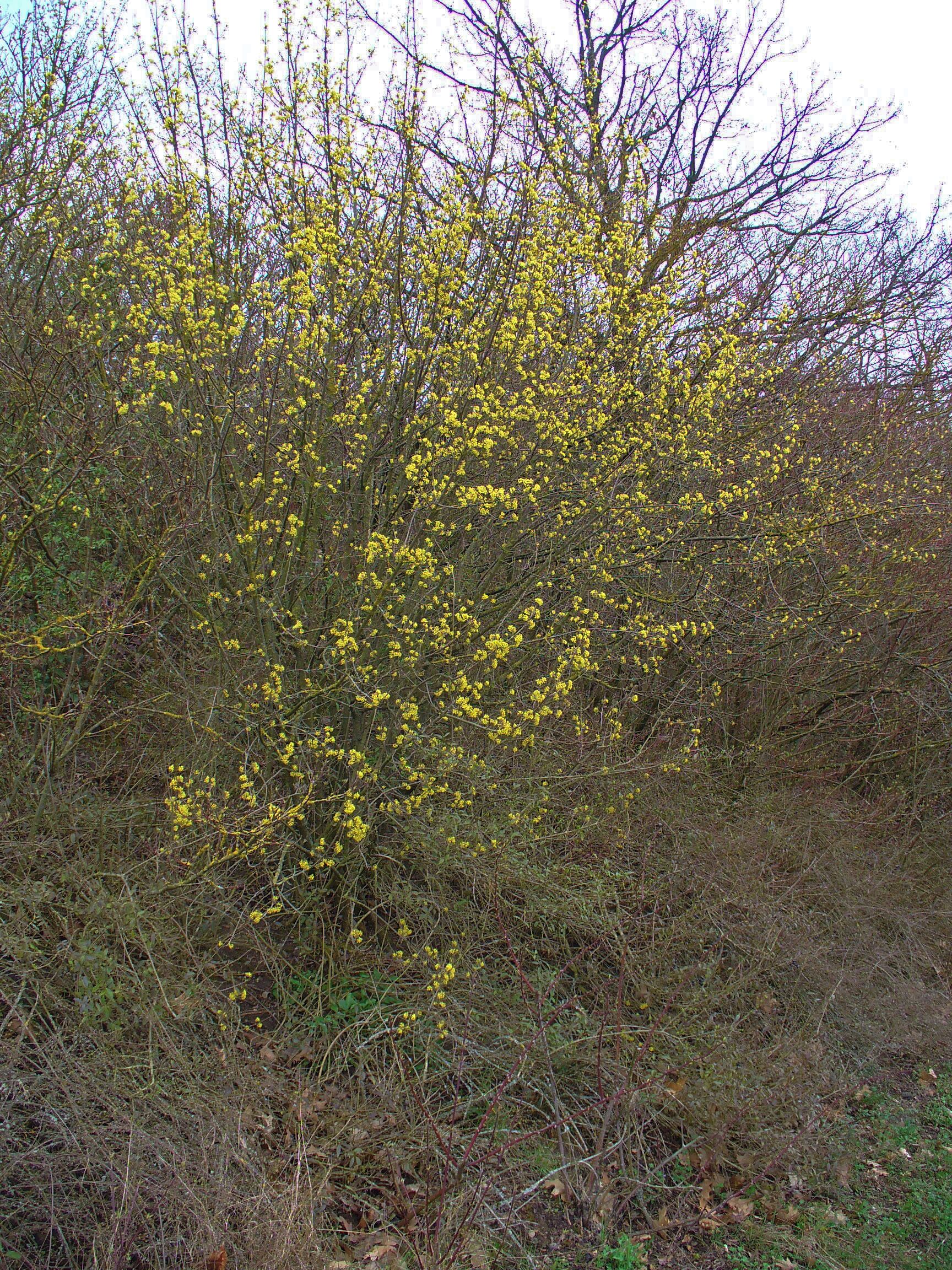 A dense thicket of yellow flowering shrubs in a natural setting.