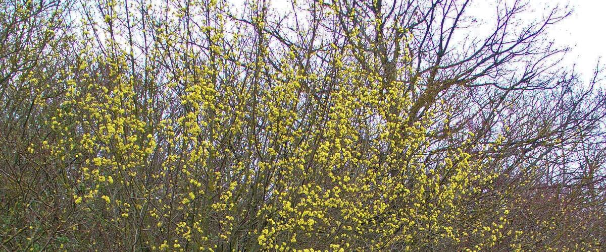A dense thicket of yellow flowering shrubs in a natural setting.