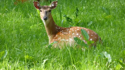 Female Cervus nippon pseudaxis in Tierpark Oberwald (Karlsruhe, Germany)