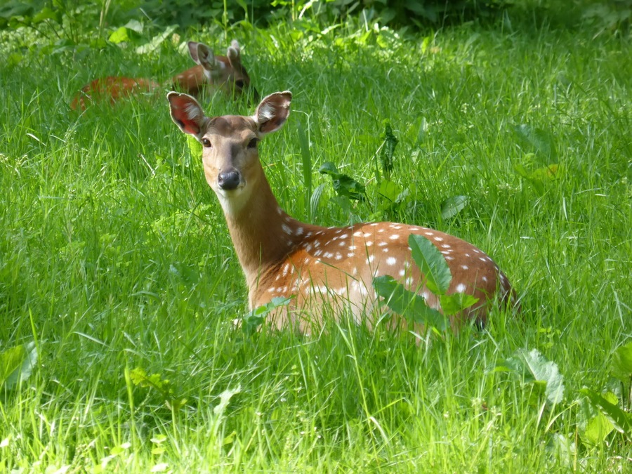 Female Cervus nippon pseudaxis in Tierpark Oberwald (Karlsruhe, Germany)