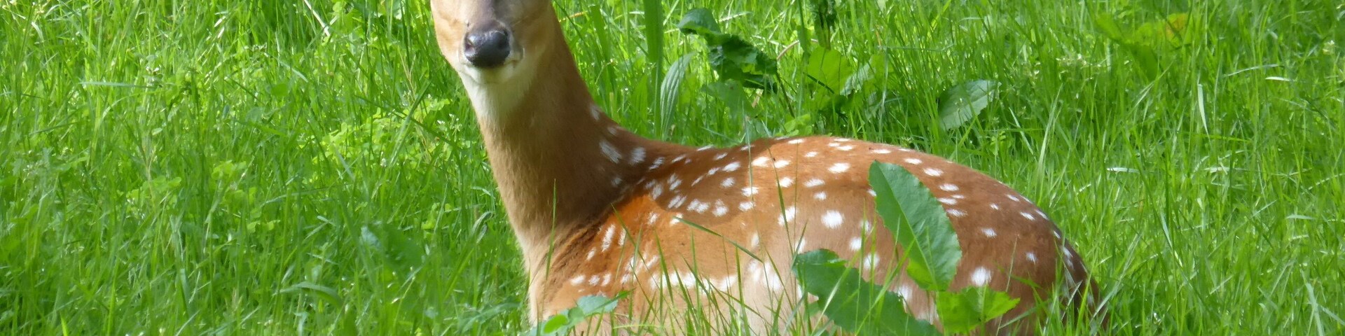 Female Cervus nippon pseudaxis in Tierpark Oberwald (Karlsruhe, Germany)