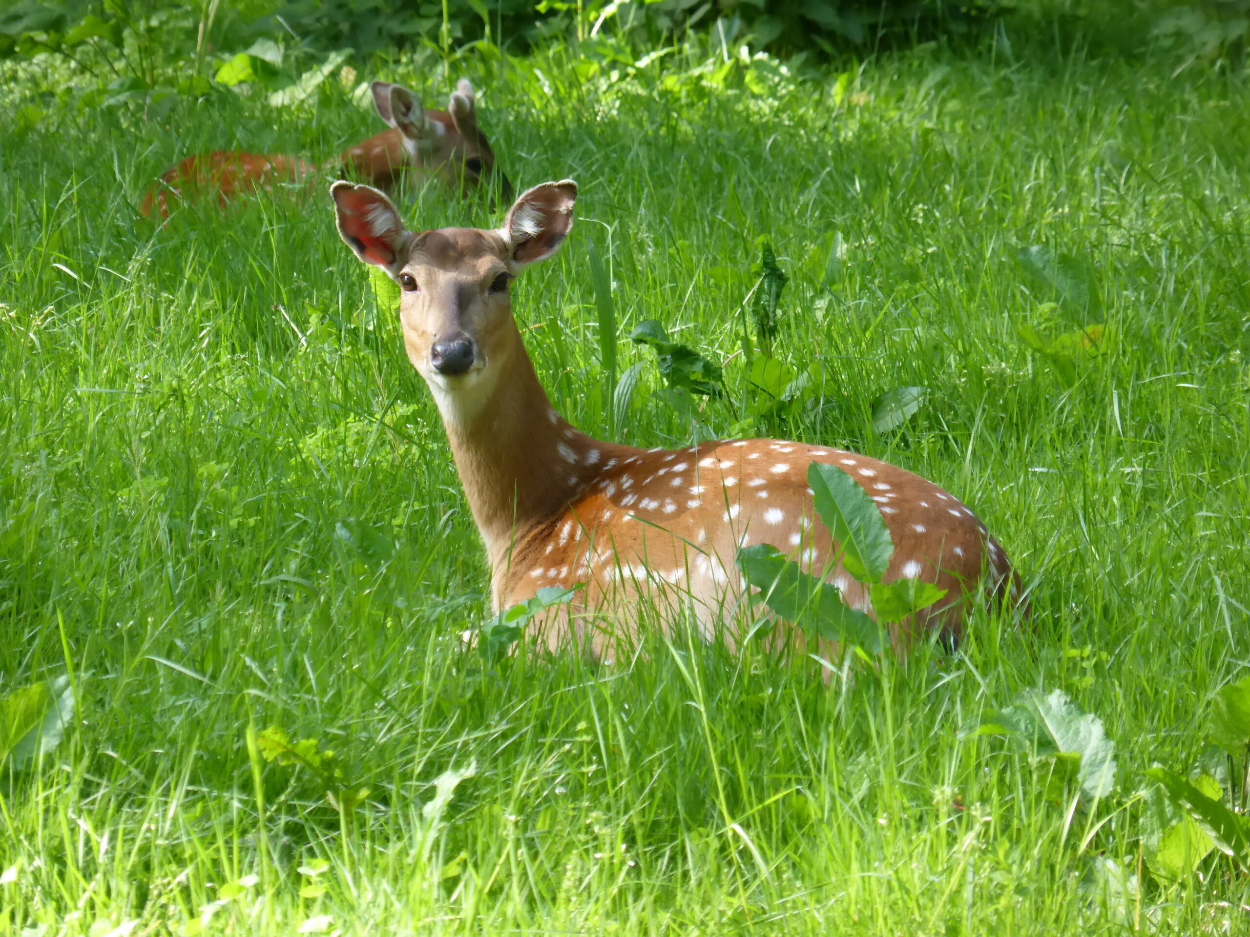 A deer in a grassy field with another deer in the background.