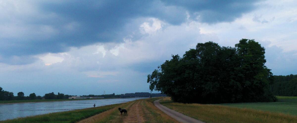 A rural landscape with a dirt path, a body of water, and a large tree.