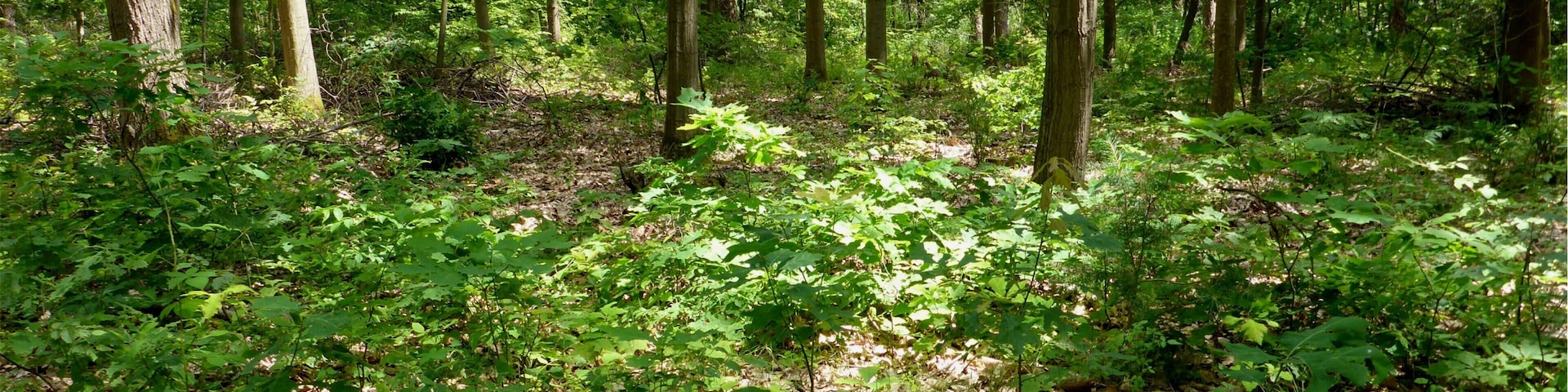 Landschaftsschutzgebiet „Nördliche Hardt“ is a Protected landscape area in Baden-Württemberg, Germany.