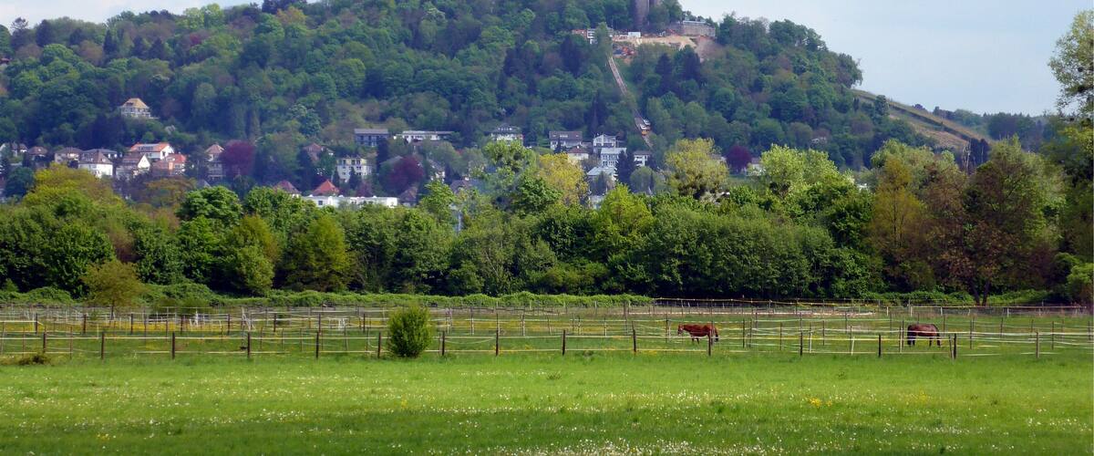 A green field with two horses, a hill with houses and a castle.