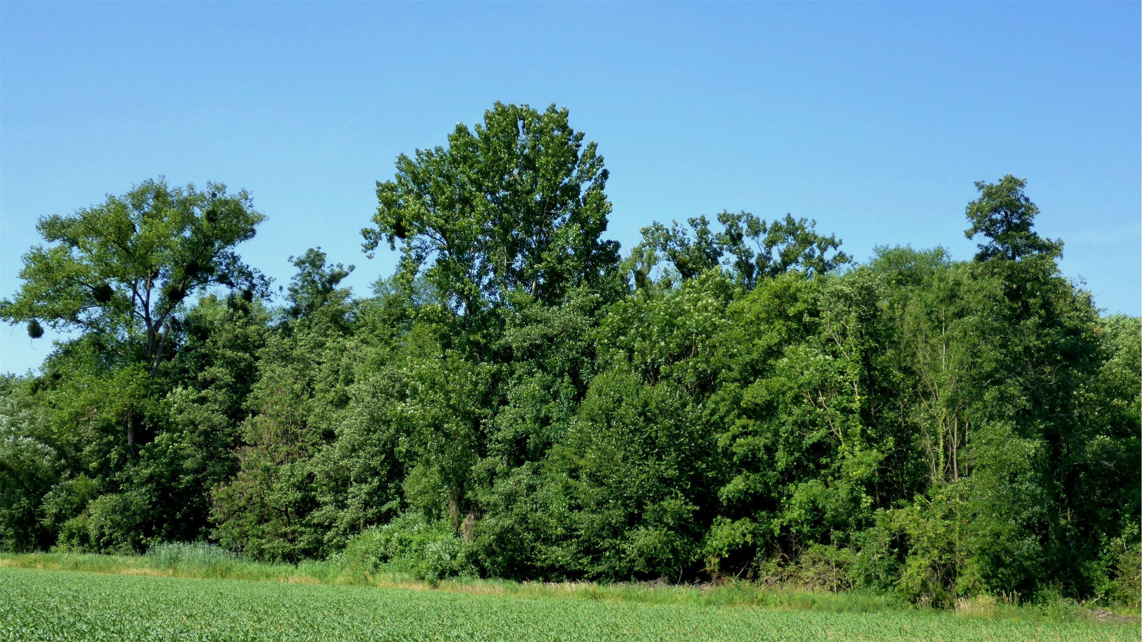 Landschaftsschutzgebiet „Bruchwald Grötzingen“ is a Protected landscape area in Baden-Württemberg, Germany.