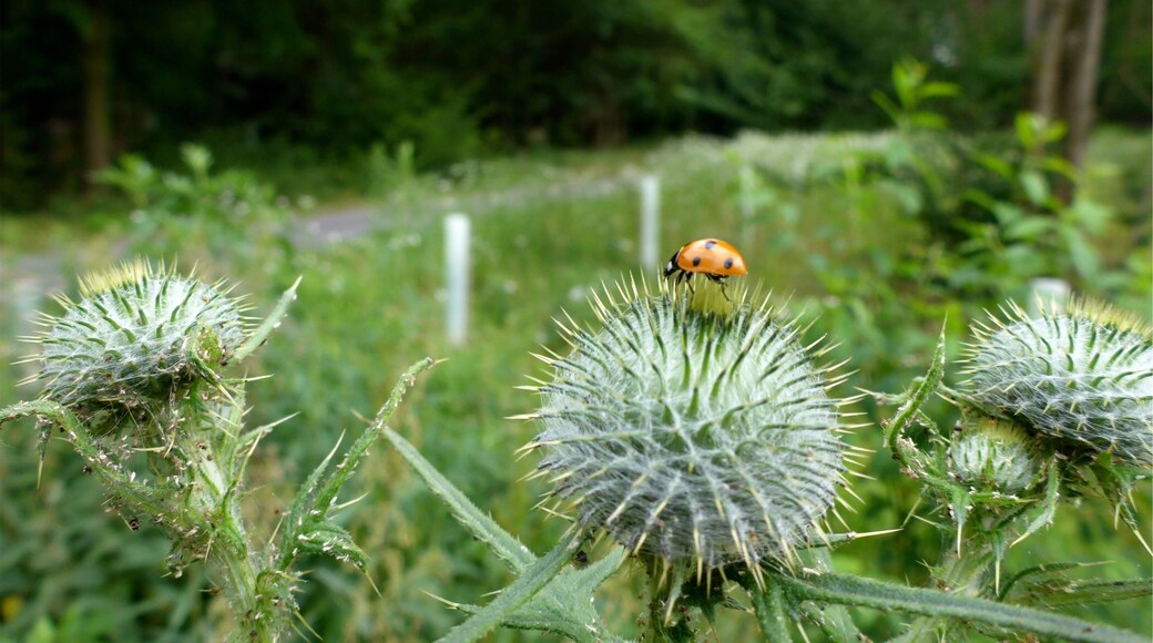 Landschaftsschutzgebiet „Nördliche Hardt“ is a Protected landscape area in Baden-Württemberg, Germany.
