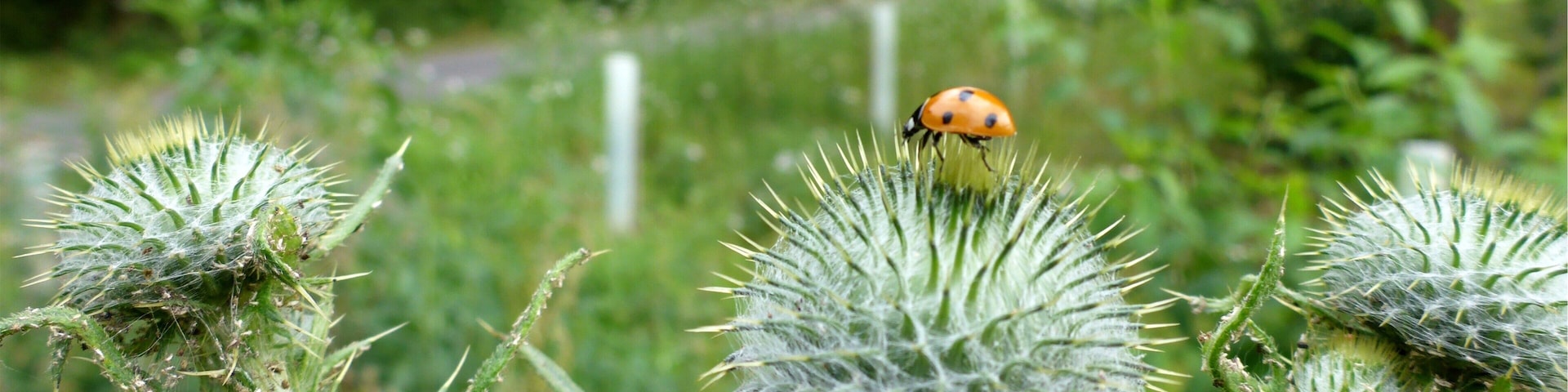Landschaftsschutzgebiet „Nördliche Hardt“ is a Protected landscape area in Baden-Württemberg, Germany.