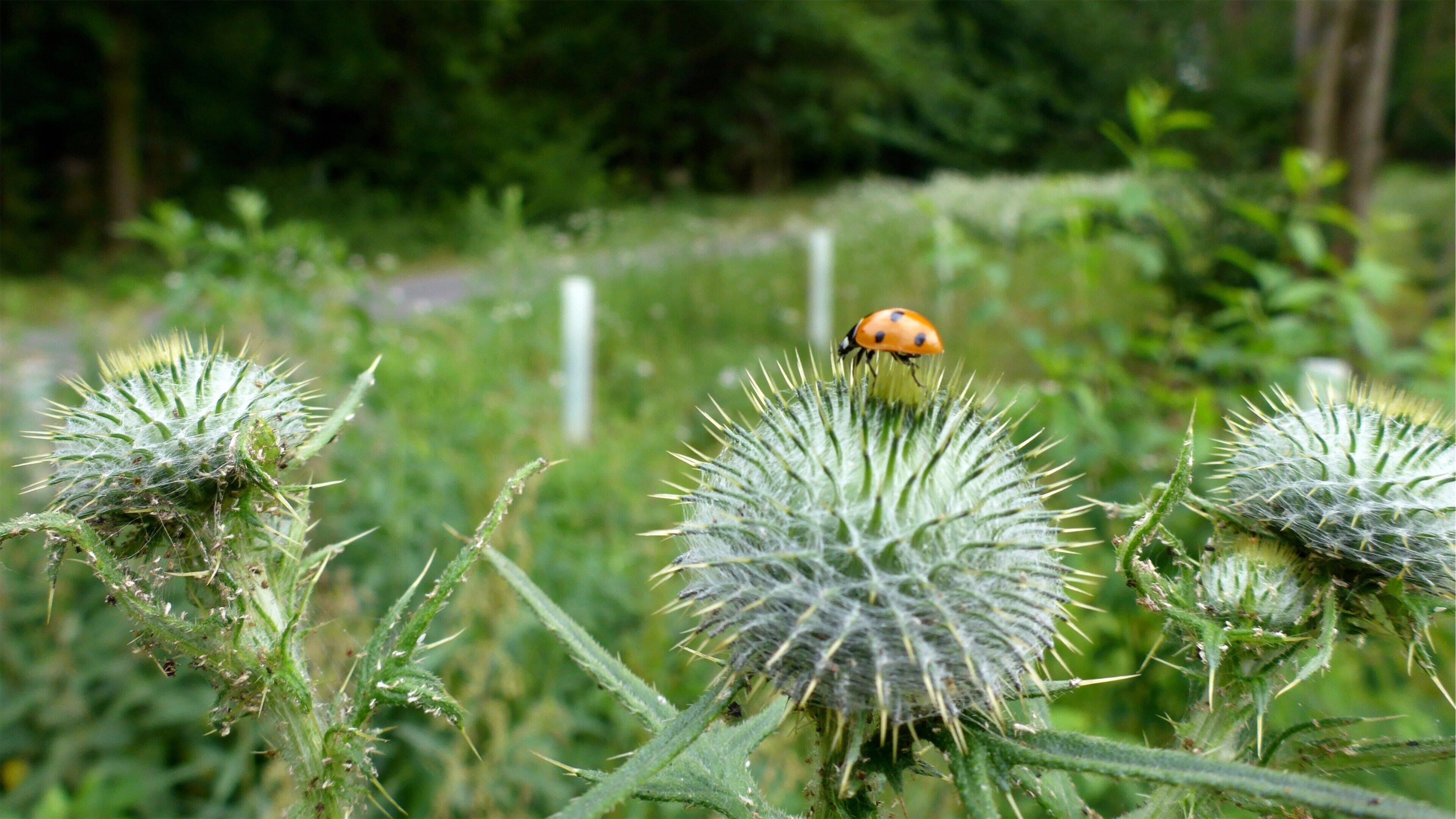 A ladybug on a thistle plant in a natural setting.