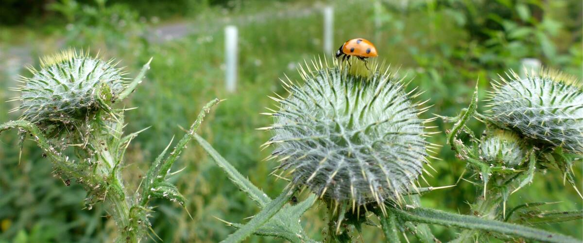 A ladybug on a thistle plant in a natural setting.