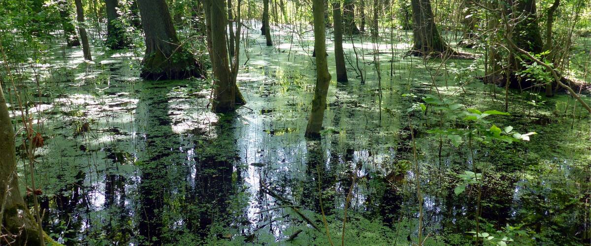 Naturschutzgebiet „Weingartener Moor-Bruchwald Grötzingen“ is a nature reserve in Baden-Württemberg, Germany.